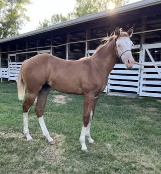 So Blazin Smart Chic, Foal Red Dun Quarter Horse Filly for Sale in Mayville, MI, photo 2 of 6