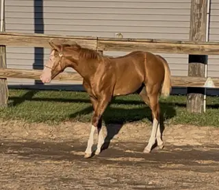 So Blazin Smart Chic, Foal Red Dun Quarter Horse Filly for Sale in Mayville, MI, photo 3 of 6