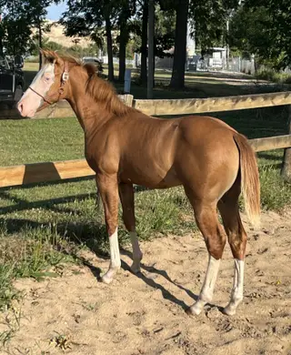 So Blazin Smart Chic, Foal Red Dun Quarter Horse Filly for Sale in Mayville, MI, photo 6 of 6