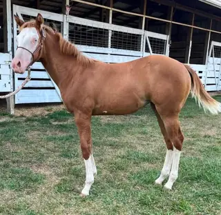 So Blazin Smart Chic, Foal Red Dun Quarter Horse Filly for Sale in Mayville, MI, photo 7 of 9