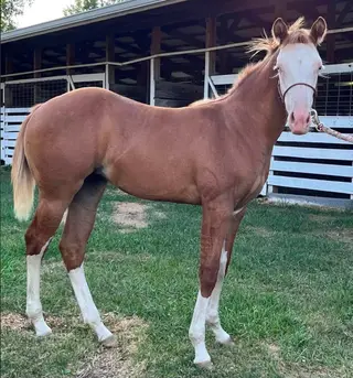 So Blazin Smart Chic, Foal Red Dun Quarter Horse Filly for Sale in Mayville, MI, photo 8 of 9