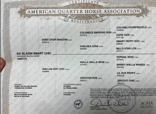 So Blazin Smart Chic, Foal Red Dun Quarter Horse Filly for Sale in Mayville, MI, photo 9 of 9