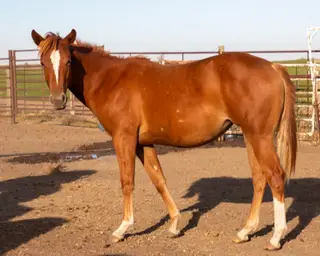 KT Smoken Hottie, 1 Year Old Chestnut Quarter Horse Filly for Sale in Connell, WA