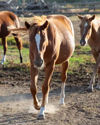 KT Smoken Hottie, 1 Year Old Chestnut Quarter Horse Filly for Sale in Connell, WA, photo 2 of 4