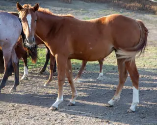 KT Smoken Hottie, 1 Year Old Chestnut Quarter Horse Filly for Sale in Connell, WA, photo 3 of 4