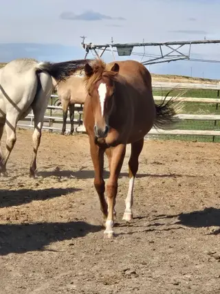KT Smoken Hottie, 1 Year Old Chestnut Quarter Horse Filly for Sale in Connell, WA, photo 4 of 4