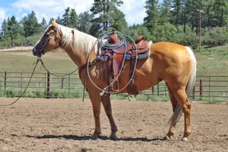 Jrhaypatchfernrocket (Dolly), 13 Year Old Palomino Quarter Horse Mare for Sale in Ignacio, CO