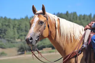 Jrhaypatchfernrocket (Dolly), 13 Year Old Palomino Quarter Horse Mare for Sale in Ignacio, CO, photo 2 of 5