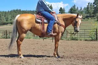 Jrhaypatchfernrocket (Dolly), 13 Year Old Palomino Quarter Horse Mare for Sale in Ignacio, CO, photo 4 of 5