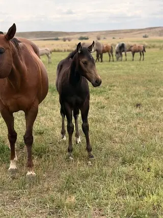Smoke N Coco Girl, Foal Buckskin Quarter Horse Filly for Sale in Newcastle, WY, photo 2 of 4