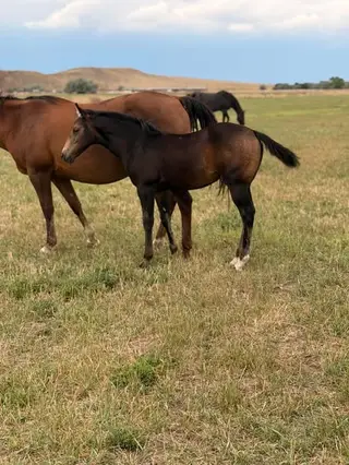 Smoke N Coco Girl, Foal Buckskin Quarter Horse Filly for Sale in Newcastle, WY, photo 3 of 4