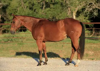 MizLiz 06, Sorrel Quarter Horse Mare for Sale