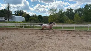 Rowdy Lil CD (Tilly), 6 Year Old Bay Roan Quarter Horse Mare for Sale