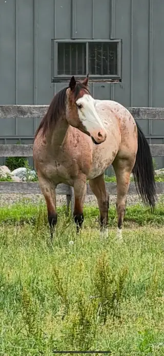 Rowdy Lil CD (Tilly), 6 Year Old Bay Roan Quarter Horse Mare for Sale, photo 2 of 5