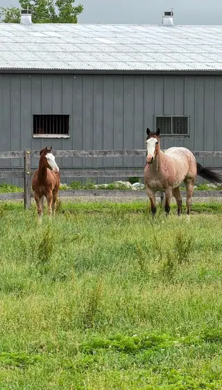 Rowdy Lil CD (Tilly), 6 Year Old Bay Roan Quarter Horse Mare for Sale, photo 3 of 5