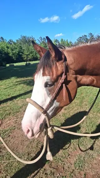 SFASU Give Me Whizdom, 3 Year Old Sorrel Paint Filly for Sale in Reklaw, TX, photo 2 of 3