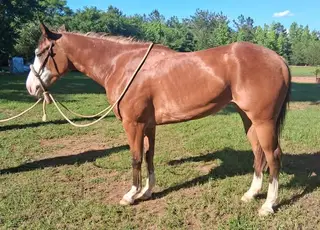SFASU Give Me Whizdom, 3 Year Old Sorrel Paint Filly for Sale in Reklaw, TX, photo 3 of 3