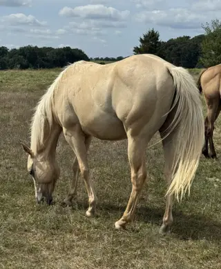 Zans Genuine Eclipse, 2 Year Old Palomino Quarter Horse Gelding for Sale in Russellville, MO