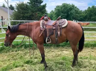 Doc Lonzo Hancock, 7 Year Old Bay Roan Quarter Horse Gelding for Sale in Astoria, IL