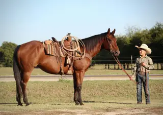 Miss Little Pino (Missy), 17 Year Old Bay Quarter Horse Mare for Sale in Wolfe City, TX
