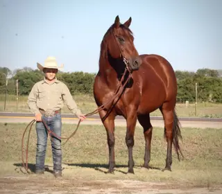 Miss Little Pino (Missy), 17 Year Old Bay Quarter Horse Mare for Sale in Wolfe City, TX, photo 2 of 4