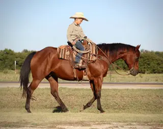 Miss Little Pino (Missy), 17 Year Old Bay Quarter Horse Mare for Sale in Wolfe City, TX, photo 3 of 4