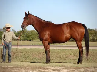 Miss Little Pino (Missy), 17 Year Old Bay Quarter Horse Mare for Sale in Wolfe City, TX, photo 4 of 4