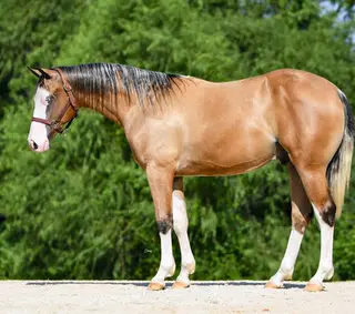 BS Dun It Again, 1 Year Old Buckskin Quarter Horse Stallion for Sale