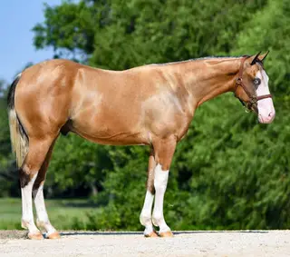 BS Dun It Again, 1 Year Old Buckskin Quarter Horse Stallion for Sale, photo 2 of 2