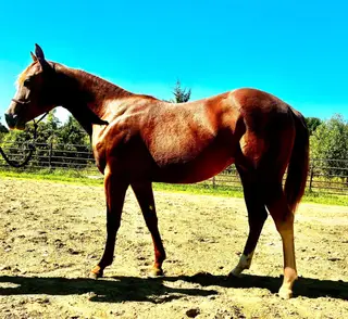 Graystone San Missy, 1 Year Old Sorrel Quarter Horse Filly for Sale in Hickory Corners, MI, photo 2 of 5