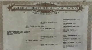 Graystone San Missy, 1 Year Old Sorrel Quarter Horse Filly for Sale in Hickory Corners, MI, photo 3 of 5