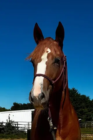Graystone San Missy, 1 Year Old Sorrel Quarter Horse Filly for Sale in Hickory Corners, MI, photo 4 of 5
