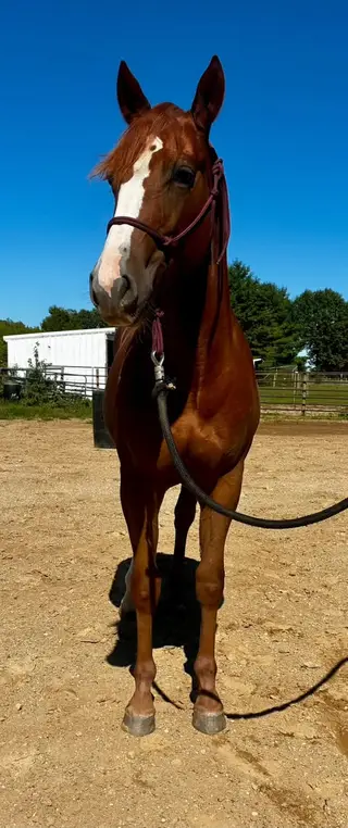 Graystone San Missy, 1 Year Old Sorrel Quarter Horse Filly for Sale in Hickory Corners, MI, photo 5 of 5