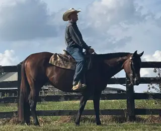 A High Investment (Goose), 8 Year Old Bay Quarter Horse Mare for Sale in Walton, KY