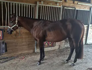 A High Investment (Goose), 8 Year Old Bay Quarter Horse Mare for Sale in Walton, KY, photo 3 of 4