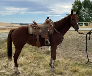 Sugar Nix (Bonnie), 3 Year Old Roan Quarter Horse Filly for Sale in Deer Park, WA