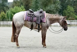 Arc Rubi Boon (Prada), 2 Year Old Red Roan Quarter Horse Mare for Sale in Seattle, WA