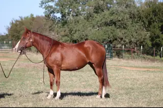 Ash Doc Sunflower, 2 Year Old Sorrel Quarter Horse Filly for Sale in Perrin, TX
