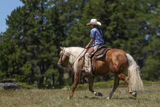 Gunnabeadoseofsmart (Mister), 5 Year Old Palomino Quarter Horse Gelding for Sale in Sundance, WY, photo 6 of 10