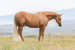 Gunnabeadoseofsmart (Mister), 5 Year Old Palomino Quarter Horse Gelding for Sale in Sundance, WY, photo 8 of 10