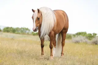 Gunnabeadoseofsmart (Mister), 5 Year Old Palomino Quarter Horse Gelding for Sale in Sundance, WY, photo 9 of 10
