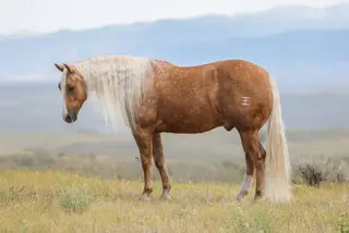 Gunnabeadoseofsmart (Mister), 5 Year Old Palomino Quarter Horse Gelding for Sale in Sundance, WY, photo 10 of 10
