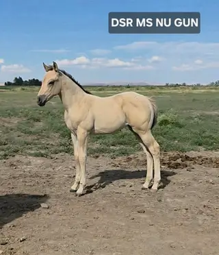 DSR MS NU G*UN