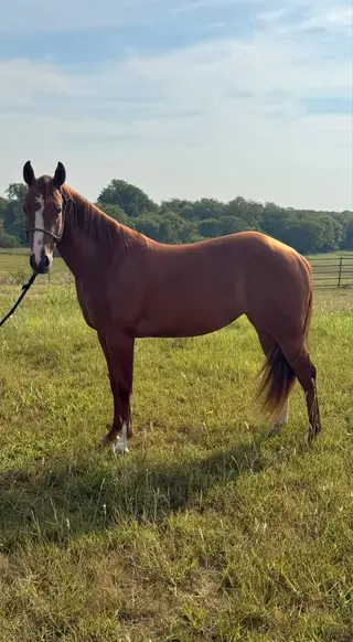 Darling Shiny Tinsel, 2 Year Old Sorrel Quarter Horse Filly for Sale in Anna, TX