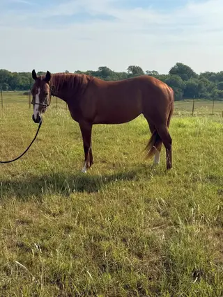 Darling Shiny Tinsel, 2 Year Old Sorrel Quarter Horse Filly for Sale in Anna, TX, photo 2 of 5
