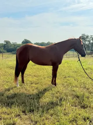 Darling Shiny Tinsel, 2 Year Old Sorrel Quarter Horse Filly for Sale in Anna, TX, photo 3 of 5