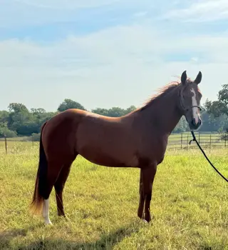 Darling Shiny Tinsel, 2 Year Old Sorrel Quarter Horse Filly for Sale in Anna, TX, photo 4 of 5
