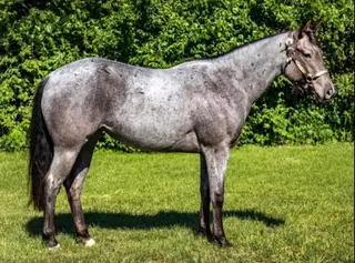 Splashd N Chrome Ann (Annie), 2 Year Old Blue Roan Quarter Horse Filly for Sale in Glen Carbon, IL