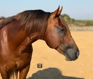This Is Hya Rollz, 6 Year Old Sorrel Quarter Horse Stallion for Sale in Cottonwood, CA, photo 2 of 5