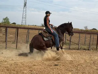 This Is Hya Rollz, 6 Year Old Sorrel Quarter Horse Stallion for Sale in Cottonwood, CA, photo 3 of 5